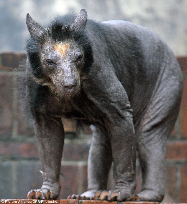 terrifying looking hairless bear